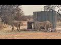 Ultimate Kalahari Adventure