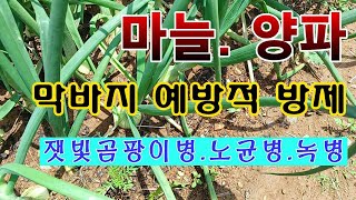 [텃밭농부. 1,038]  마늘. 양파밭에 비온 뒤에 예방적 방제. #마늘재배 #양파재배