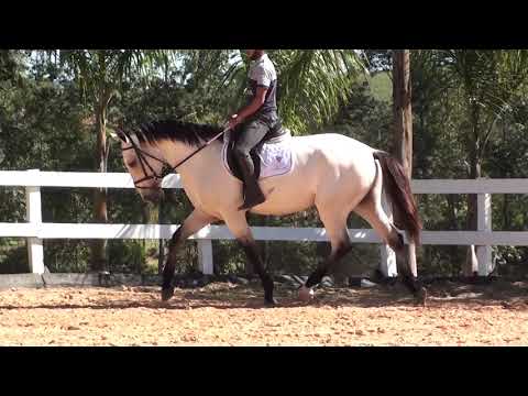Mercúrio do castanheiro muito manso Cavalos puro sangue Lusitanos - Coudelaria aguilar