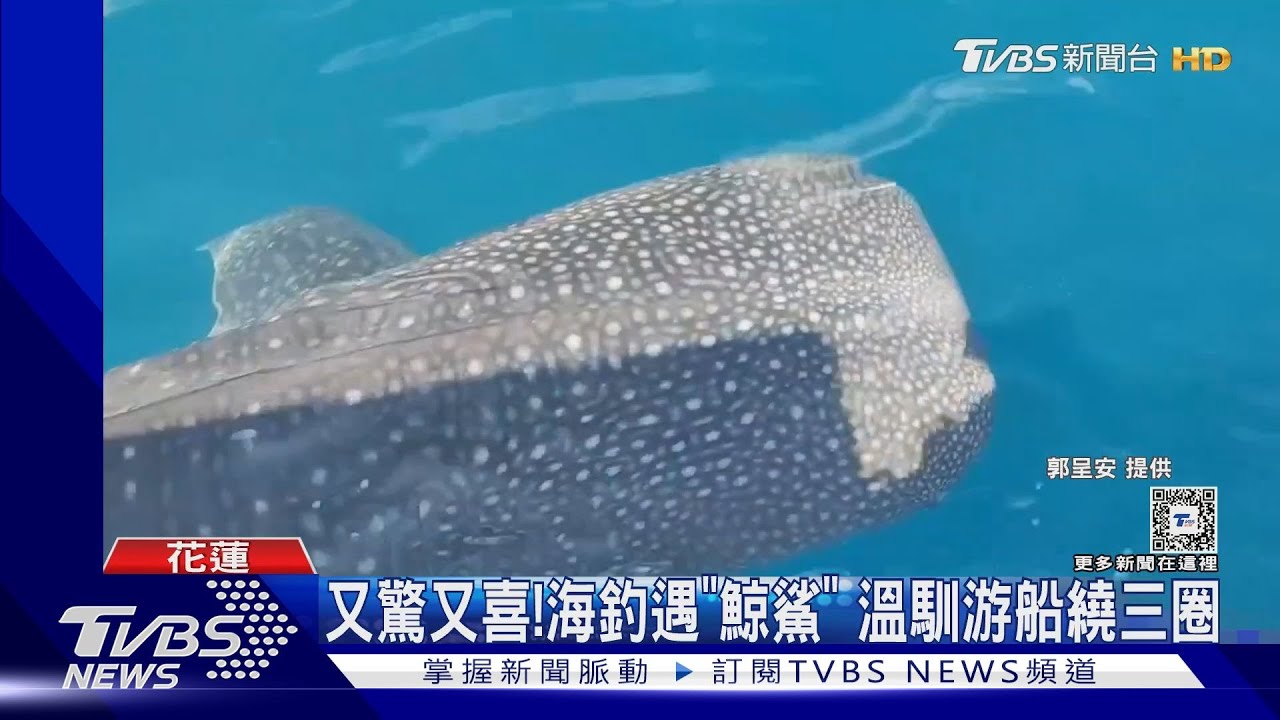 又驚又喜!海釣遇「鯨鯊」 溫馴游船繞三圈