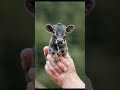 A Lovely Mini Cow AI Who Want It