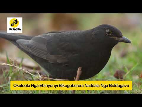 Okuloota Nga Ebinyonyi Bikugoberera Naddala Nga Biddugavu - Ebirooto Namakulu Gaabyo