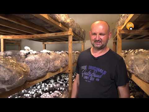 Šampinjoni šampioni hranljivosti