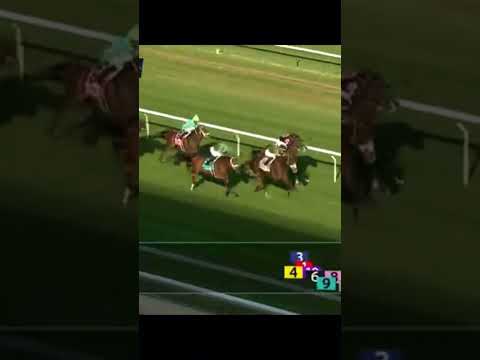 Timbuktu and Jose Ortiz at 5-1 in race 8 Belmont at the big A