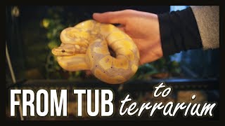 FROM TUB TO TERRARIUM (Rehousing a Ball Python) by Jossers Jungle