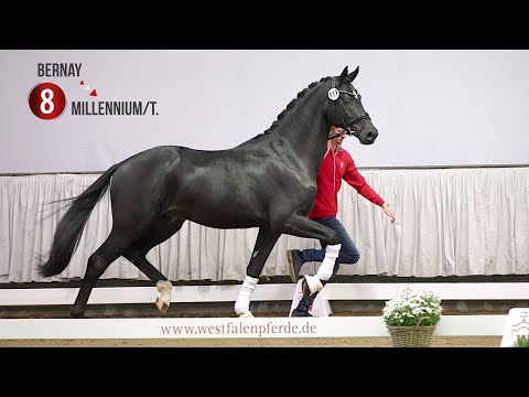 Westf. Hauptkörung Reitpferdehengste 2020: 08 Bernay - Millennium/T. - Lancer III