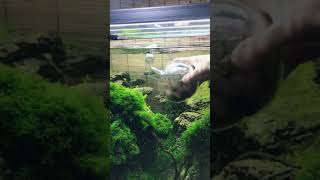Release hundreds of tiny shrimps in a beautiful natural fish tank | Unique aquarium set up - Sak Lo