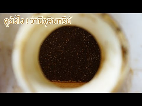 กลากแห้งบนฝ่ามือและฝ่าเท้า กลากบนผิวจุดบน