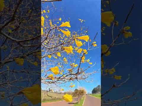 Este paisaje dura solo unas semanas | Tajy sa’yju en Buena Vista