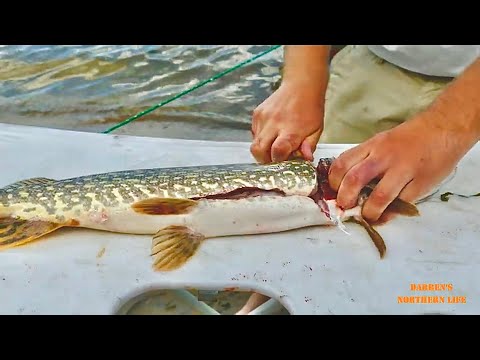 How To Clean Northern Pike Boneless