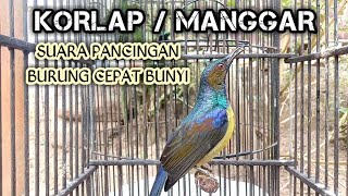 Download lagu kolibri kelapa korlap | kolibri manggar | pancingan suara burung korlap agar cepat rajin bunyi gacor mp3