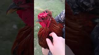 Poulet apprivoisé #campagne #maman #humour #animal