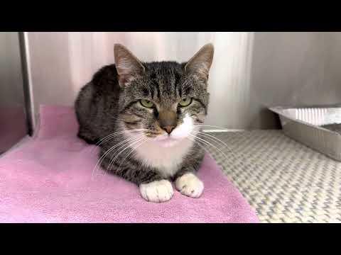 Bono Sweet Boy, an adopted Domestic Short Hair in Clifton, NJ_image-1