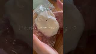 【スクイーズ購入品紹介📦】#haul #squeeze #asmr #もふもふルーム #スクイーズ紹介