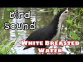 Suara pikat Ruak ruak - White Breasted Waterhen Bird Sound 2020