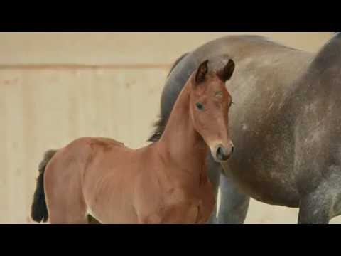 Holsteiner Fohlenauktion 2016 in Behrendorf - Nr. 37 v. Quiran - Cosido