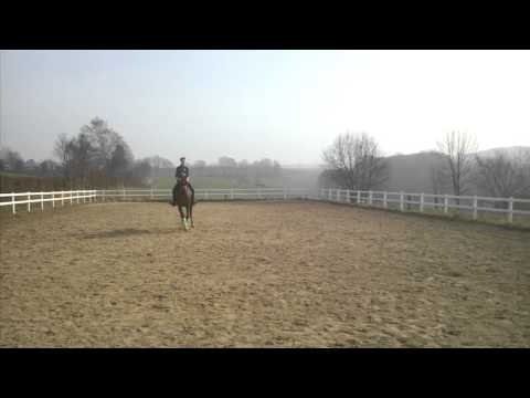 Floyd März 12 Traversale Galopp links.3gp