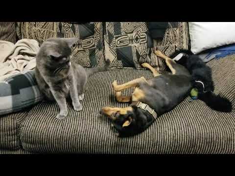 Min Pin vs Shop Cat - Round 2 - King of The Hill