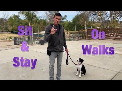 Teach your dog to sit and stay on walks