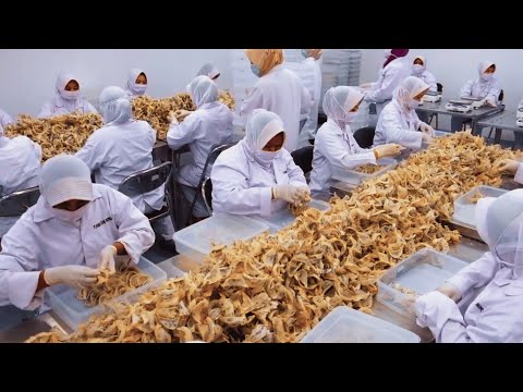 How Most Expensive Bird Nest Is Harvested - The Edible Birds Nests Farming Technique - Swiftlet Farm