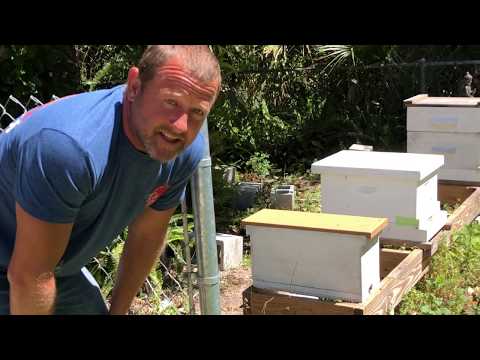 Rare Footage of Bees Moving Into Swarm Trap