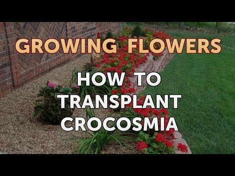 How to Grow Lantana From Saved Seeds