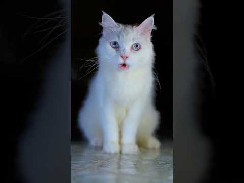 Yamina. يامنة. Yasmine.yasmina