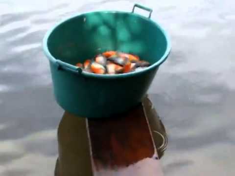 Fishing For Piranha In Brazil Using Raw Mea