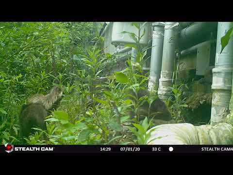 心理学科 タヌキ（人間環境大学構内にて撮影）