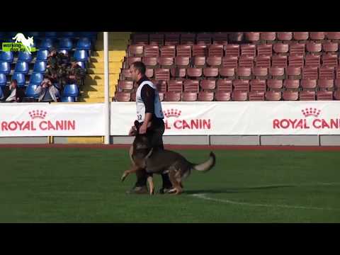 Kuba vom Fluchtweg   Kuba vom Fluchtweg   WUSV Weltmeisterschaft WUSV WM 2011   B