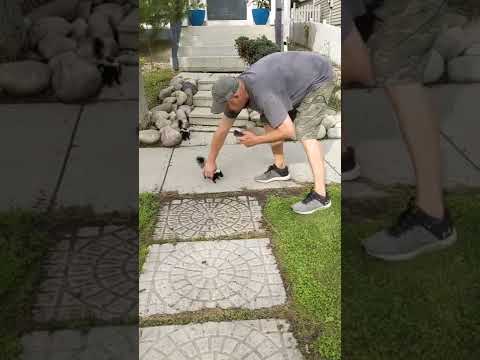 Toughest guy on the block - Wee skunk charging and stomping, showing my neighbour who's boss!