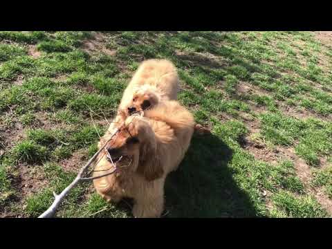English Cocker Spaniel puppy for sale