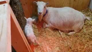 preview picture of video 'Willow Moon Farm-Baby goats all over the place-2014 Kidding Season continues.'