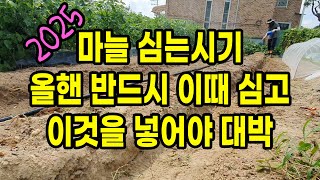 올해 마늘심는시기 반드시 이때 심고 이것을 넣어야 대박 입니다