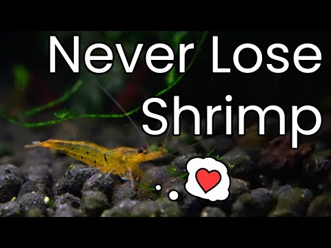 How To SAFELY Introduce Shrimp To A New Tank - Drip Acclimation Guide