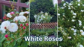 Download lagu White ROSES: The Secret to a Stunning Garden mp3