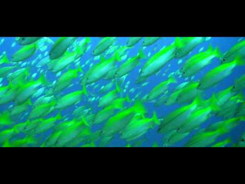 showreel