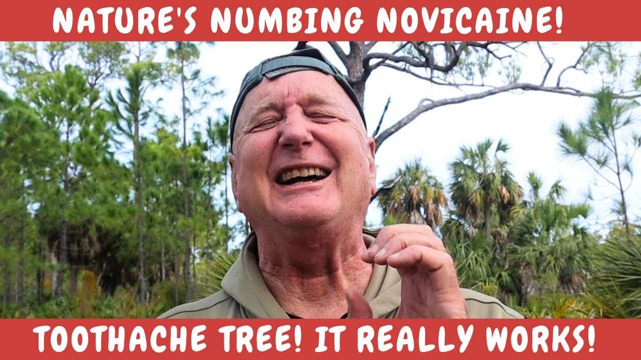 Nature's NOVOCAINE! It REALLY works!  Tooth Ache Tree, Hercules Club, Tingle Tongue!