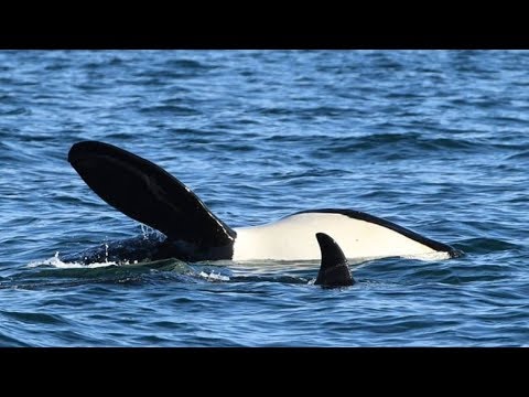 Matriarch orca at risk could affect whole pod