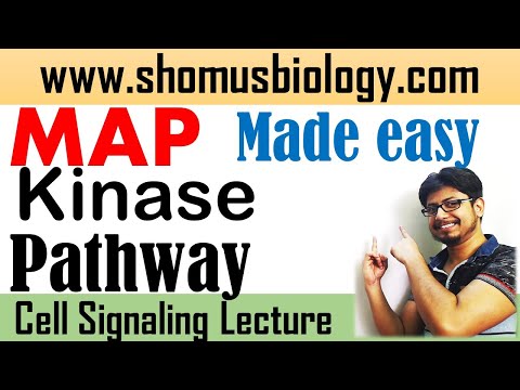 MAP kinase pathway (MAPK signaling) | Short tricks to learn MAPK pathway