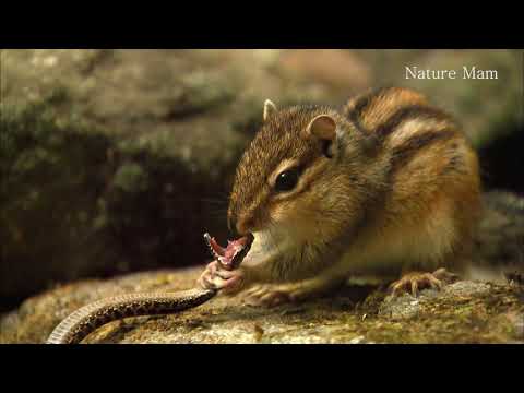 Do Chipmunks Eat Snakes? (and How? With VIDEOS) - 7 Play Video