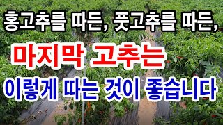 홍고추를 따든, 풋고추를 따든, 마지막 고추는 이렇게 한 후에 따는 것이 좋습니다.(고추 재배, 고추 익게 …