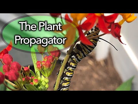 Growing milkweed for monarchs from seed.