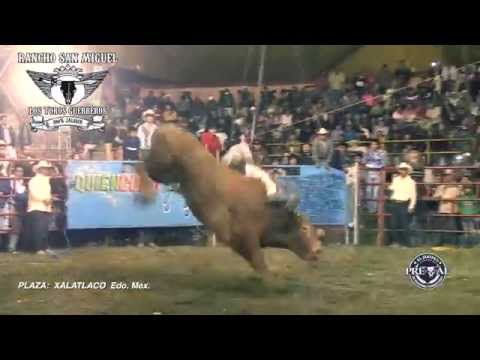 ...Yo si le monto a este toro!!! GUERRERO ROJO DE RSM ..ESPECIAL: "PURAS MONTAS A GRAPA"