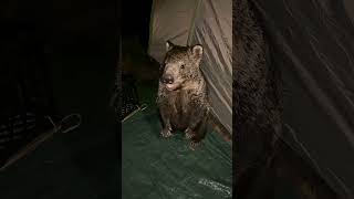 The best funny animal videos №3