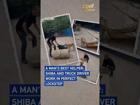 A man's best helper: Shiba Inu and truck driver work in perfect lockstep #coolchina