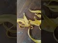 Ikut Bantuin Sortir Bunga Kenanga ‼️ Eh, Ketemu Lebah Penghisap Nektar ‼️ 🐝