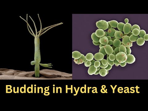 Budding | Budding in Hydra | Budding in Yeast