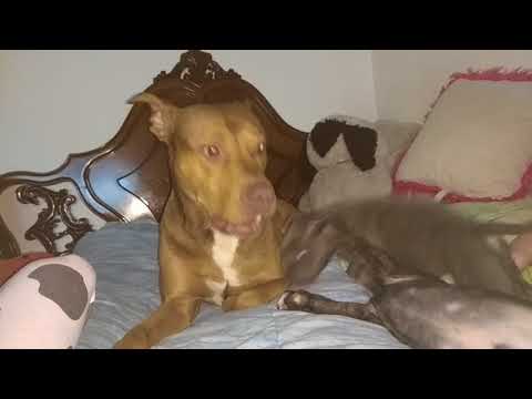 Los cachorritos de Tai B&B, Taison papápitt mañana animada