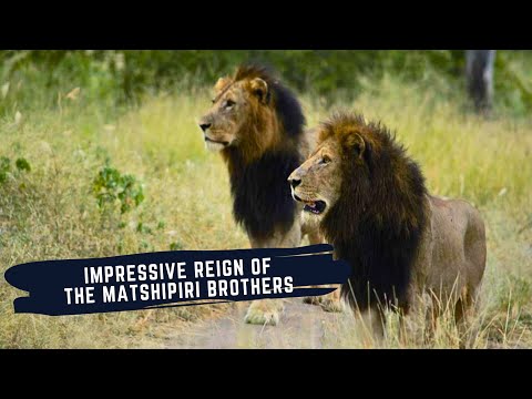 MATSHIPIRI COALITION OF LIONS DOCUMENTARY - RISE AND FALL OF THE MATSHIPIRI MALE LIONS